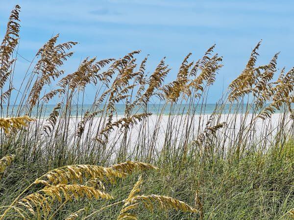 Green and brown beachgrass blowing in the wind with the ocean and white sand in the background.