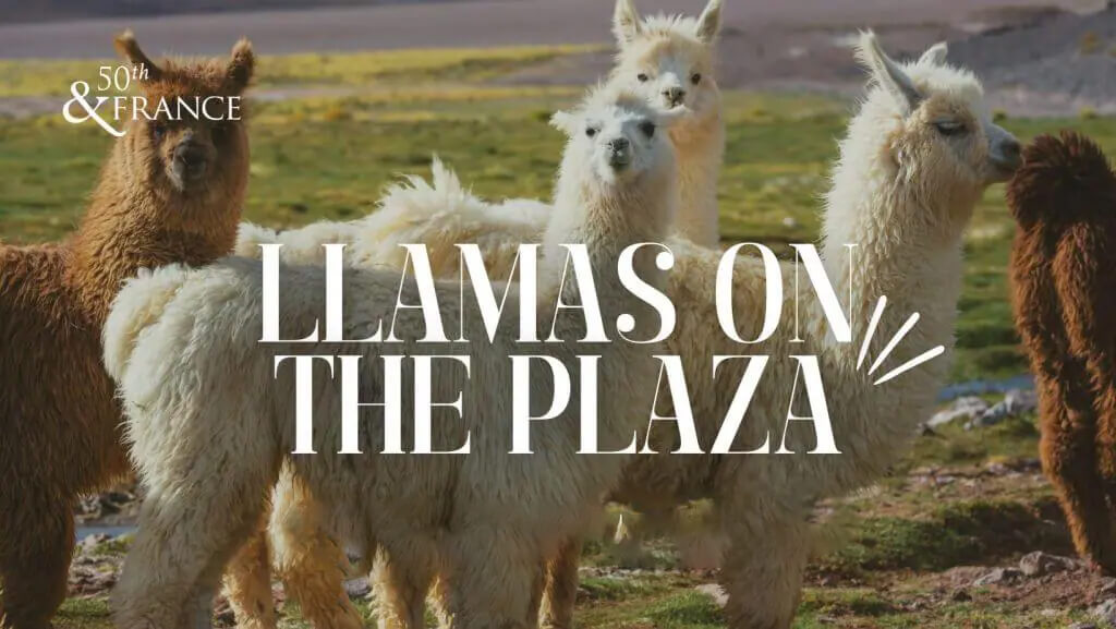 Llamas on the Plaza