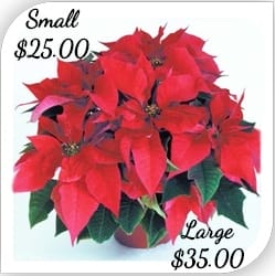 Holiday Poinsettias