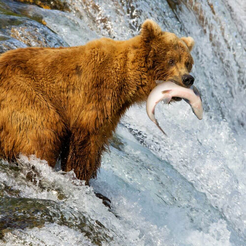 Group Trips to Alaska - Bear Group Trips to Alaska - Bear