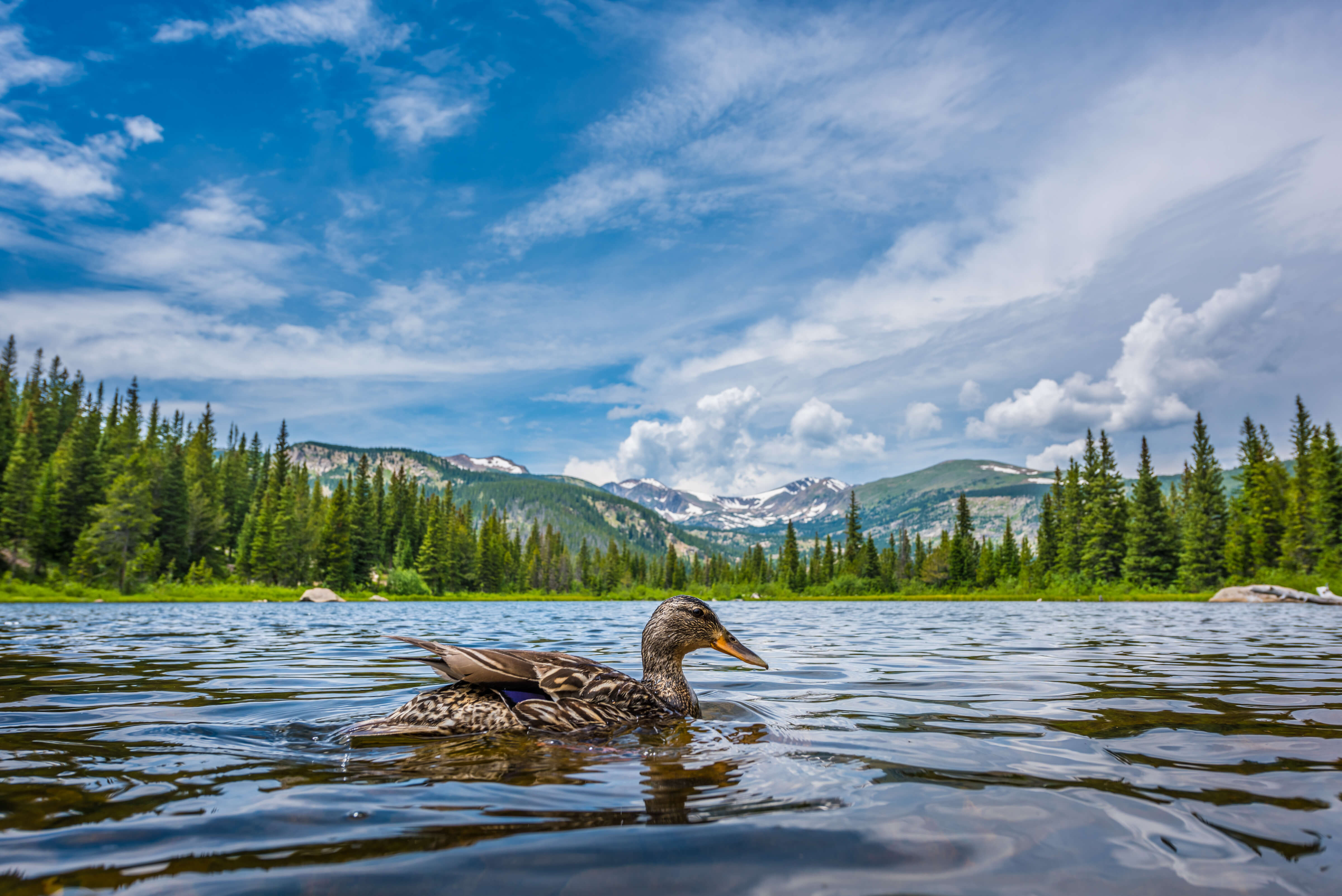 Mallard Duck at Lost Lake Colorado Mallard Duck at Lost Lake Colorado