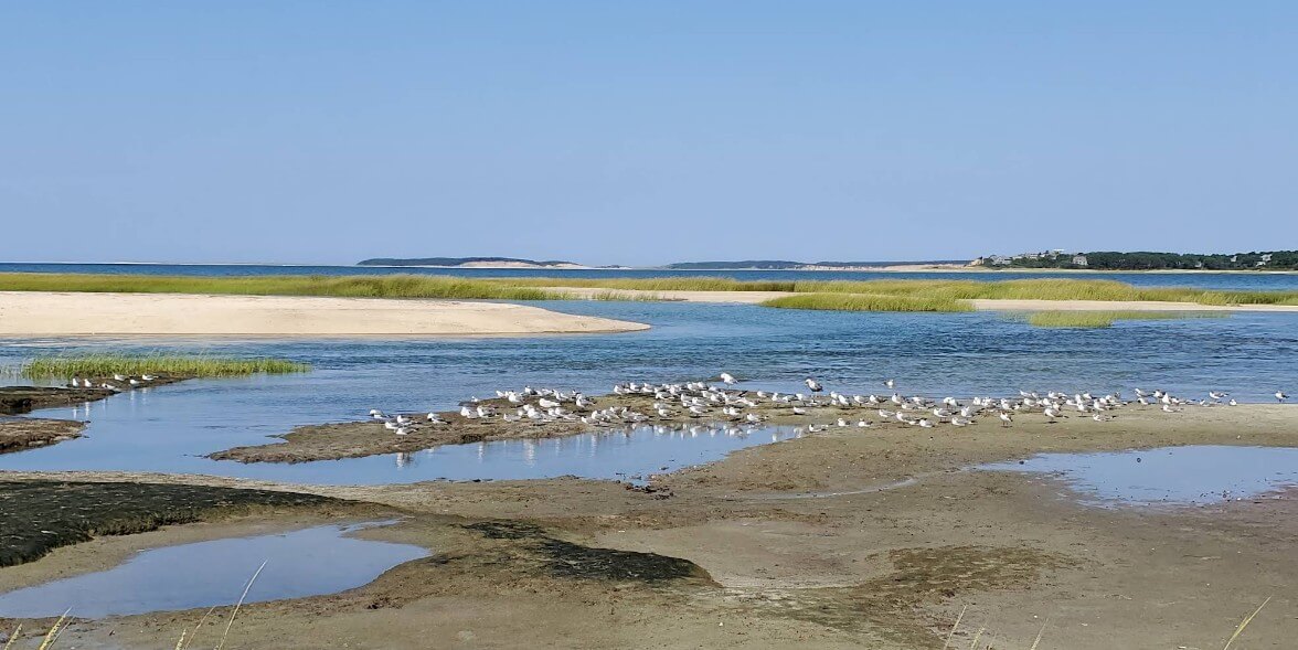 Birding in Orleans MA