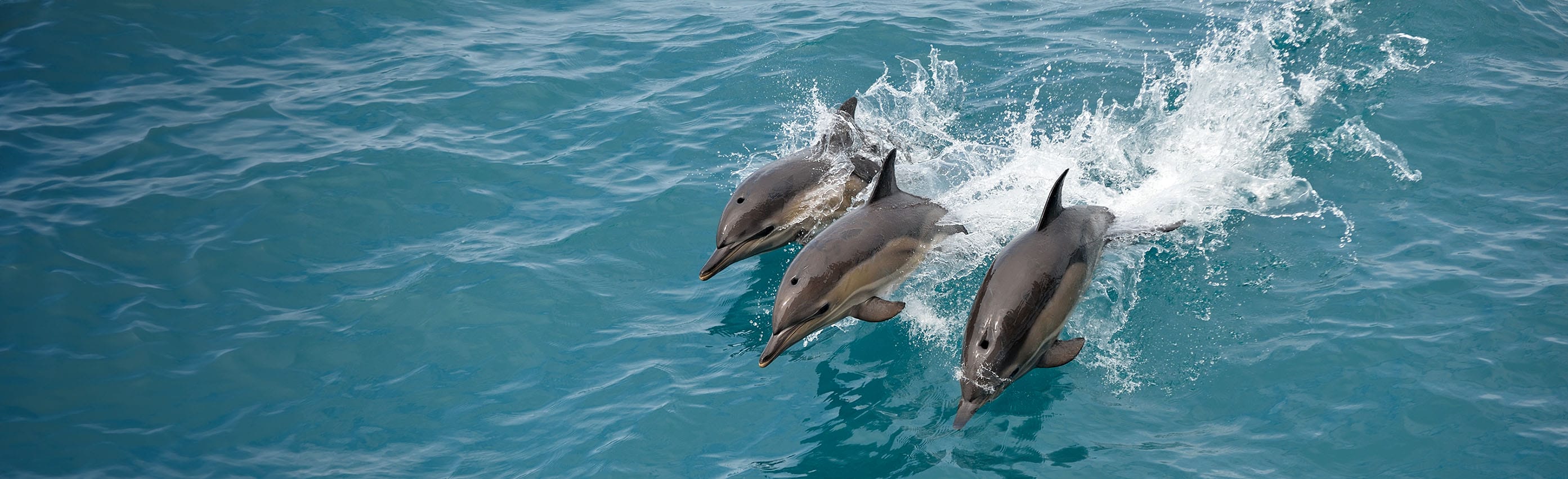 Three dolphins breach the surface, jumping in blue caribbean waters.