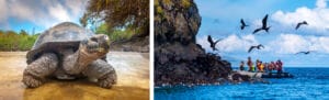 Two images side by side a giant tortoise on a sandy beach in the galapagos islands and a boat full of people with birds swirling around them in the air, the water is bright blue an the sky is as well with a few puffy white clouds