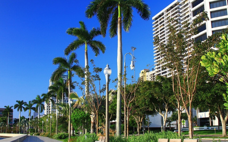 Palm trees on a street