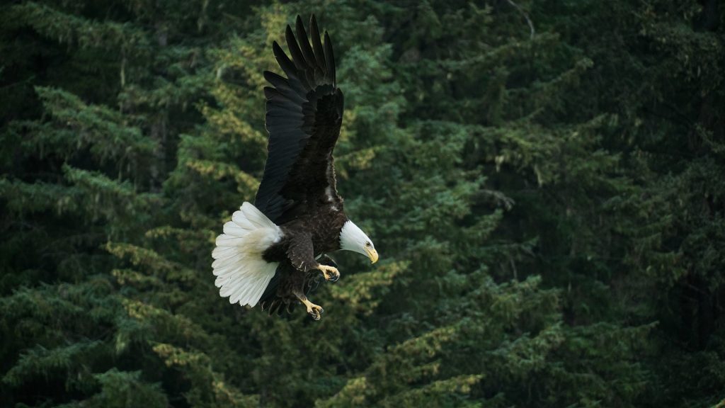 Bald Eagle Flying in front of Forest