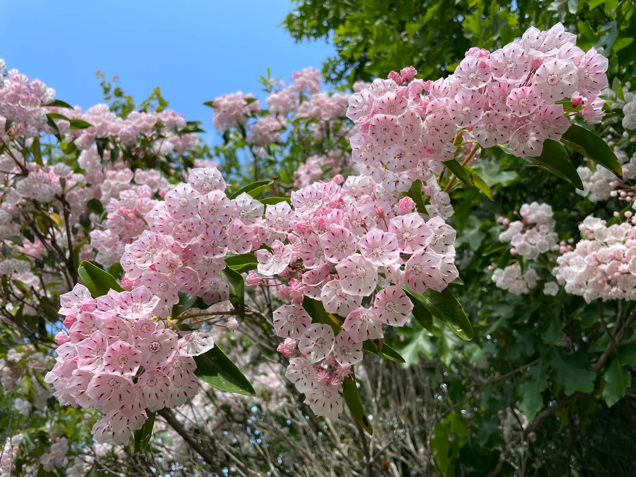 Mountain Laurel