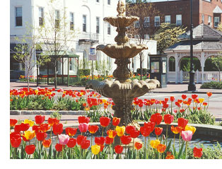 fountain & tulip garden
