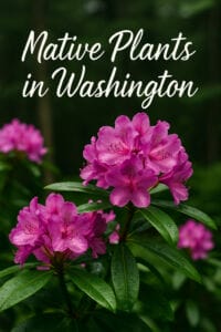 Pacific rhododendron thriving in a Skagit County spring lawn