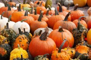 Phillips Harvest Fest