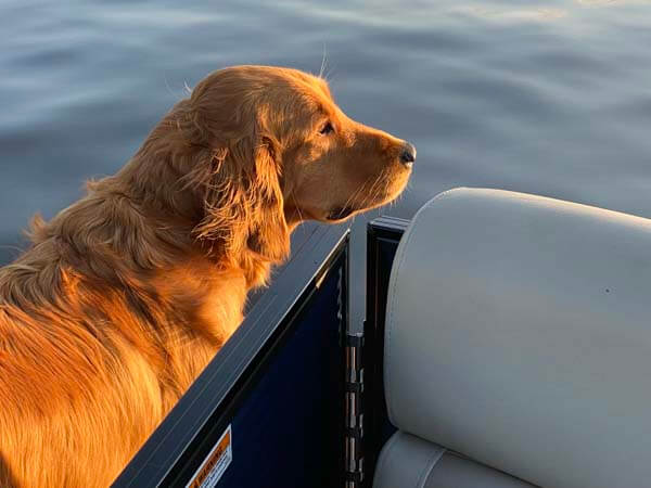 dog on a boat