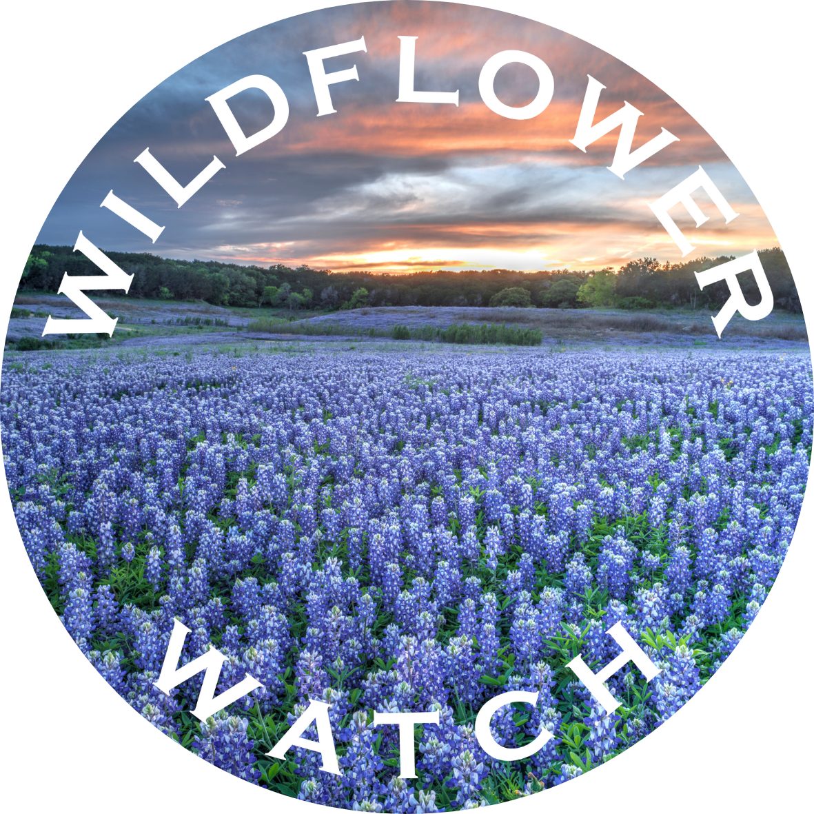 bluebonnet watch wildflowers