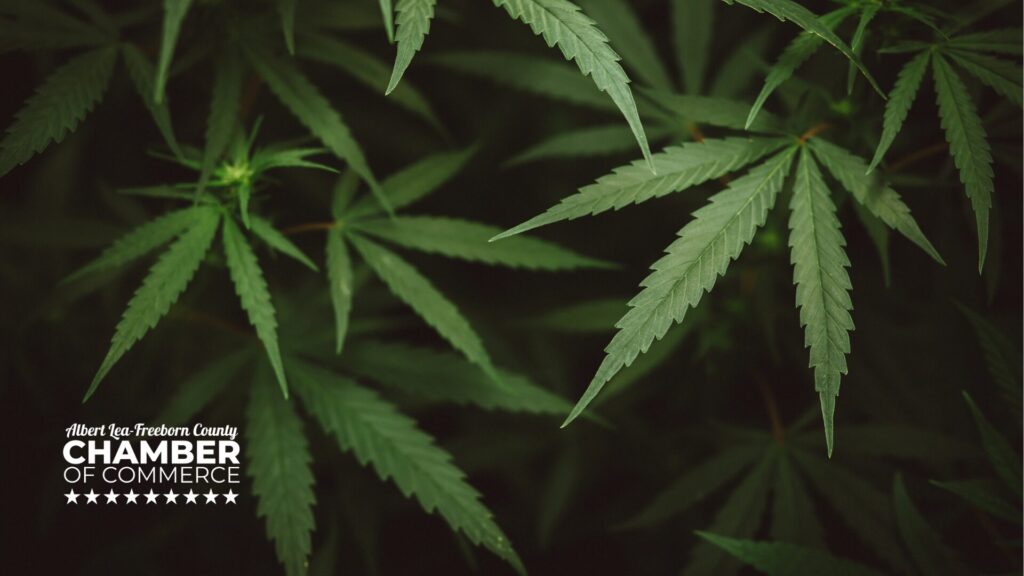 A picture of cannabis leaves with the ALFC Chamber Logo on it - Starting a cannabis business in Albert Lea