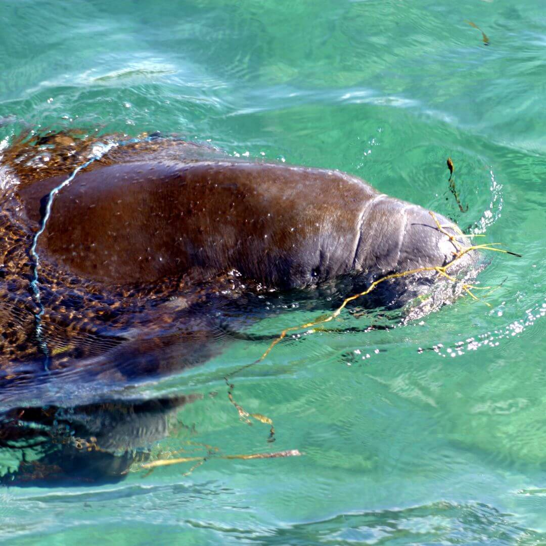 Mind your manatee manners