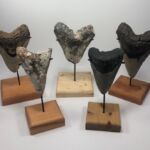 Shark Teeth Mega Store