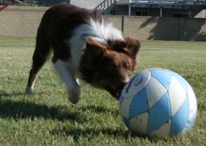 Soccer Collies 2