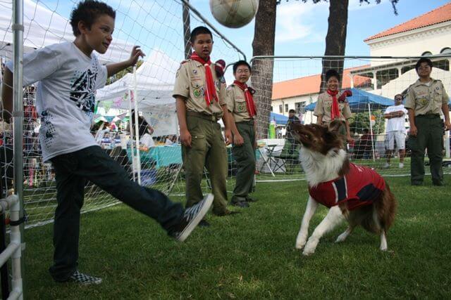 Soccer Collies