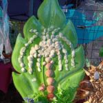 II Sisters II Sisters