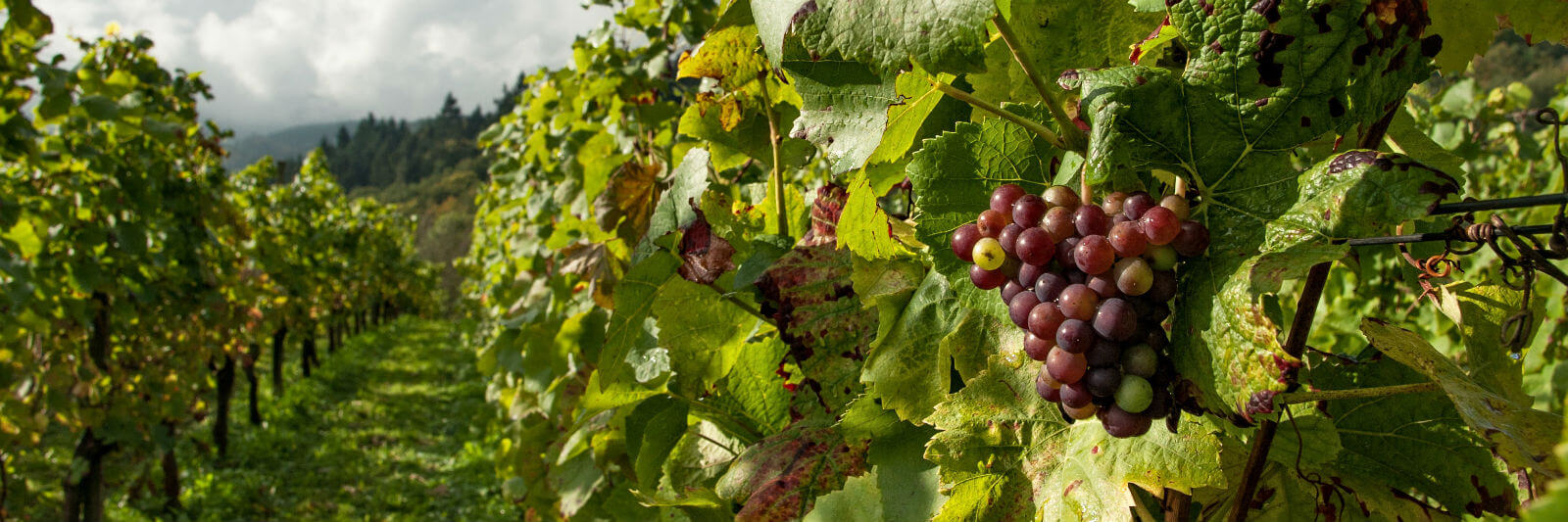 grapevine