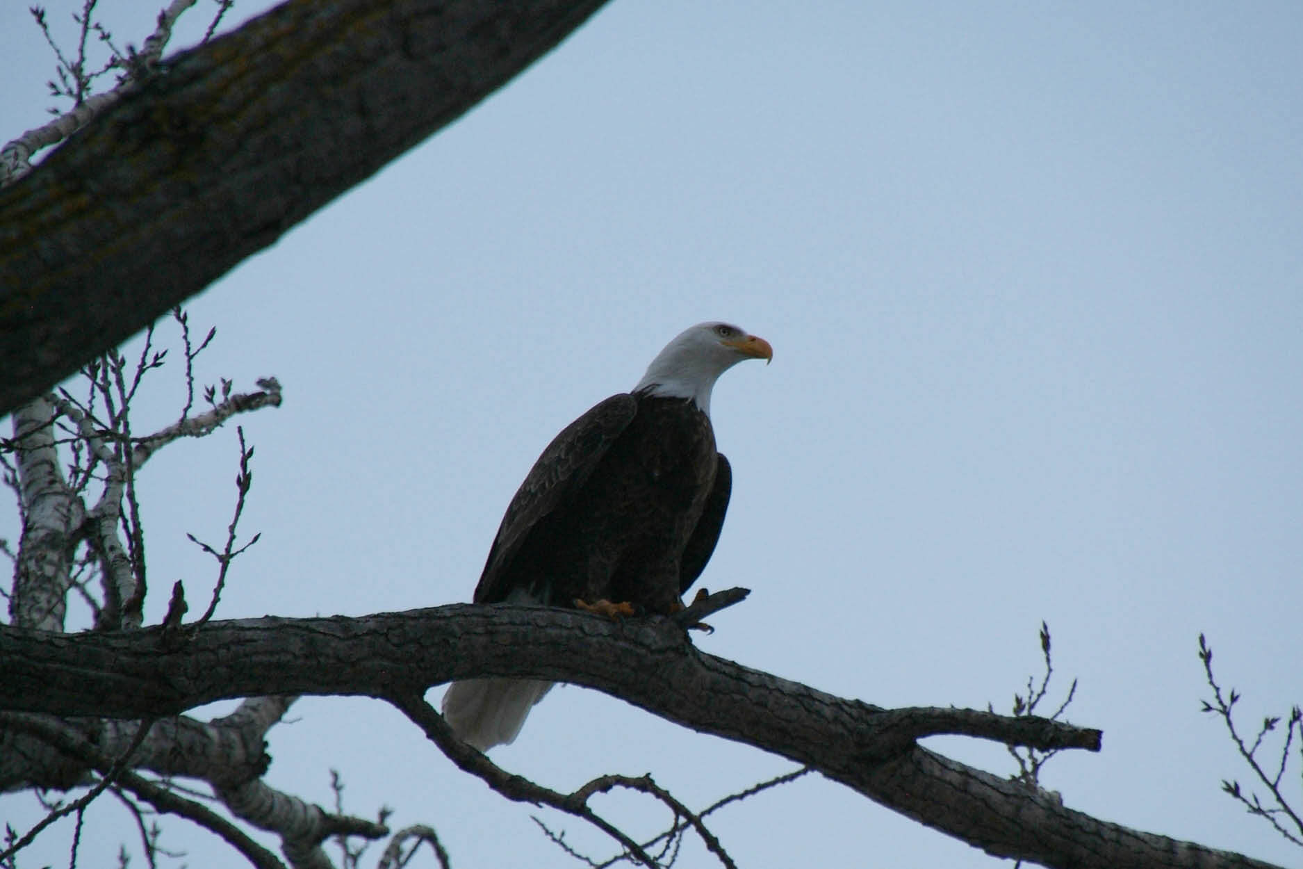 Eagle Watching