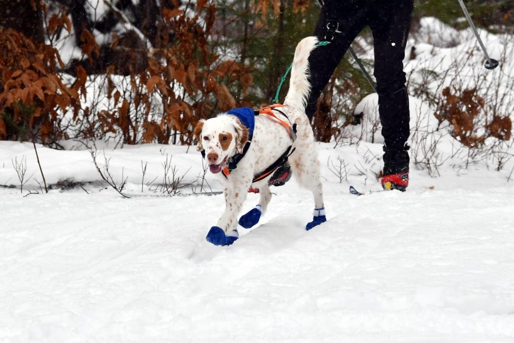 dog walking with snowshoes