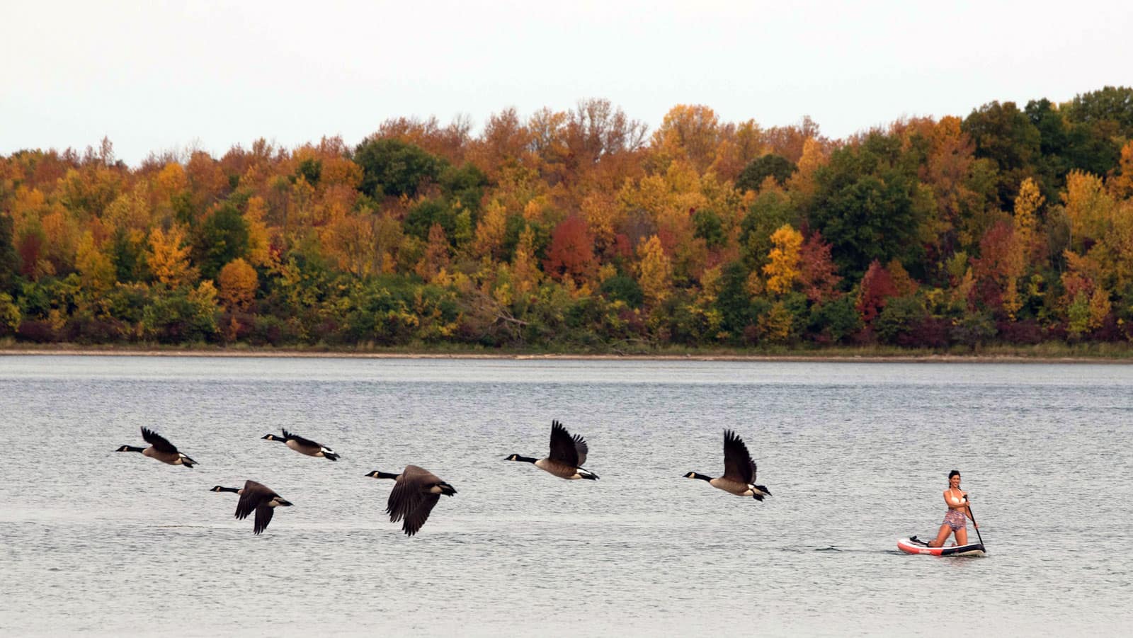 potsdam-paddle-boarding-fall-foliage-geese2 potsdam-paddle-boarding-fall-foliage-geese2