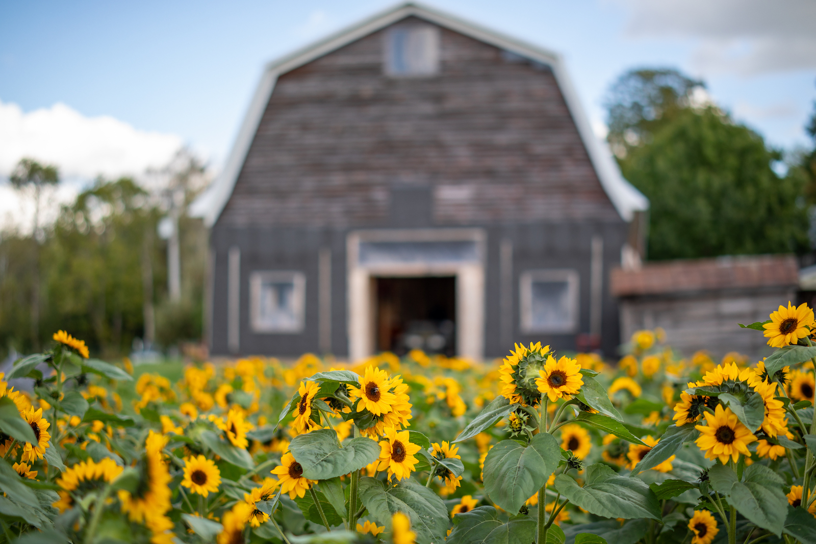 GoodwinsOrchardPotsdamSummer23