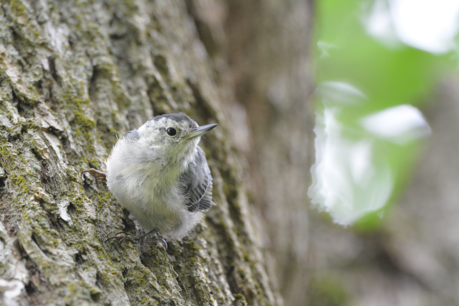 birding-spring-fledgling-white-breasted-nuthatch-b-dixon