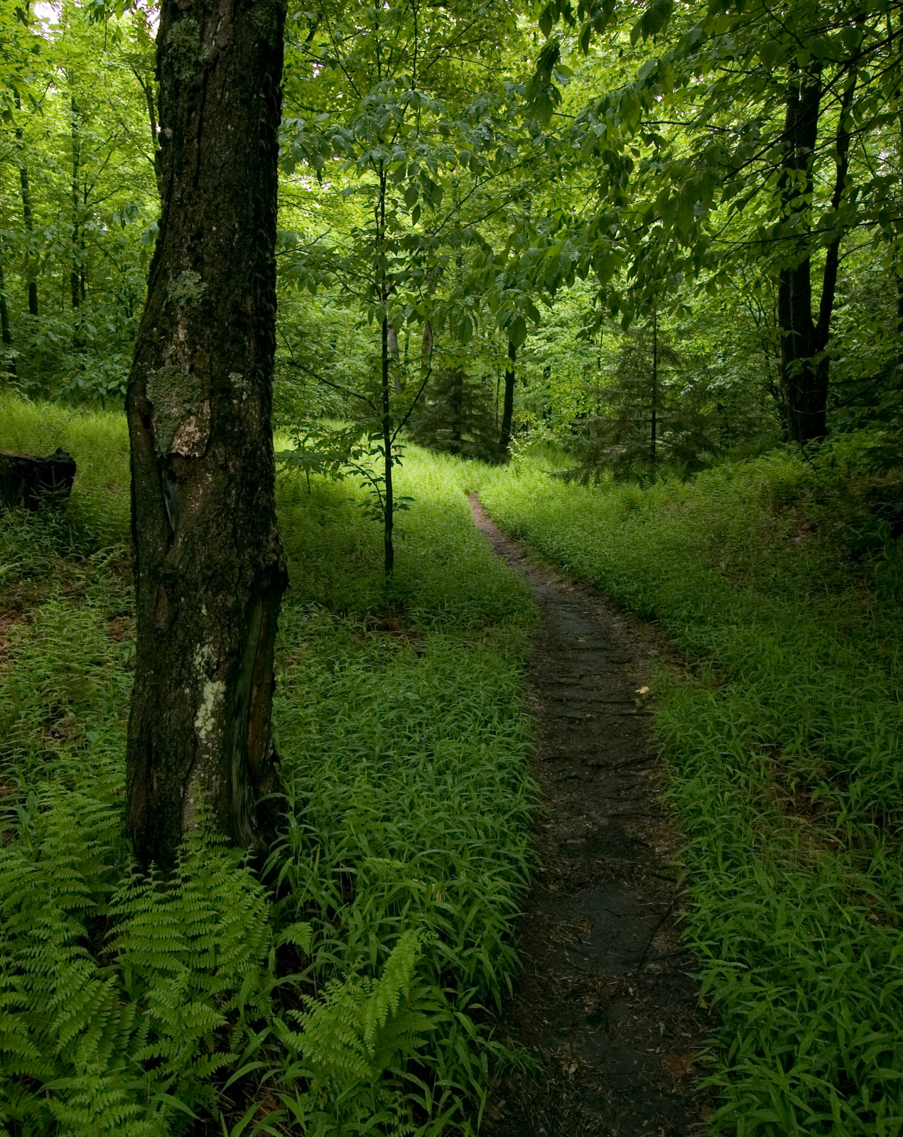 trailsrainbow-falls-summer-waterfall-jennifer-mcclusky5