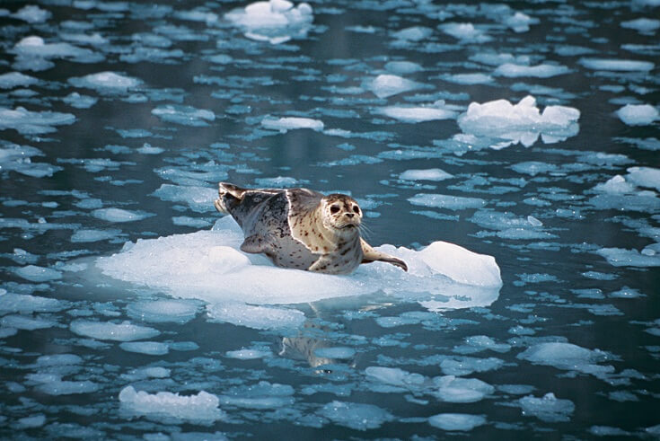 Floating Seal, AK