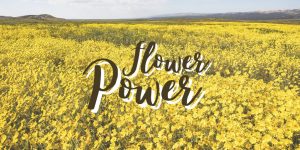flower power blog