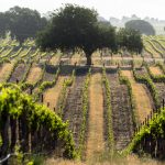 Sereno Vista Vineyards