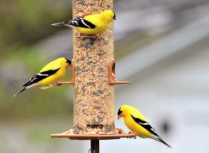 10. three-american-goldfinches-at-the-backyard-bird-fe-2021-09-04-05-33-13-utc_750x550