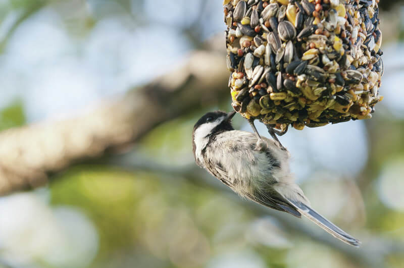 BACKYARD SANCTUARY - Turn your backyard into a wild bird sanctuary.