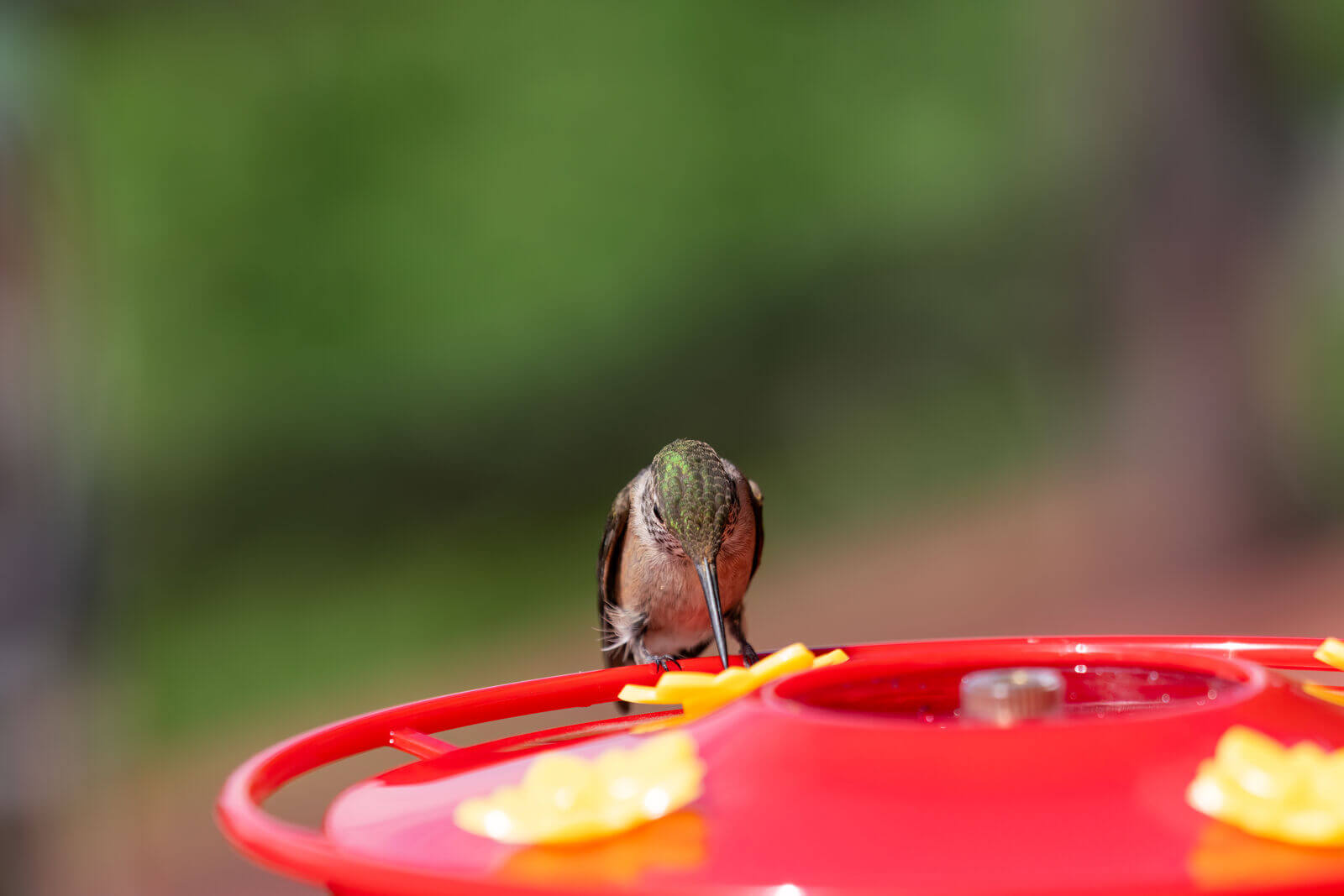 broad tailed hummingbird on a nectar feeder-medium broad tailed hummingbird on a nectar feeder-medium