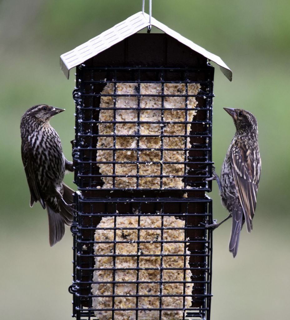 red-winged blackbirds on double suet feeder-large