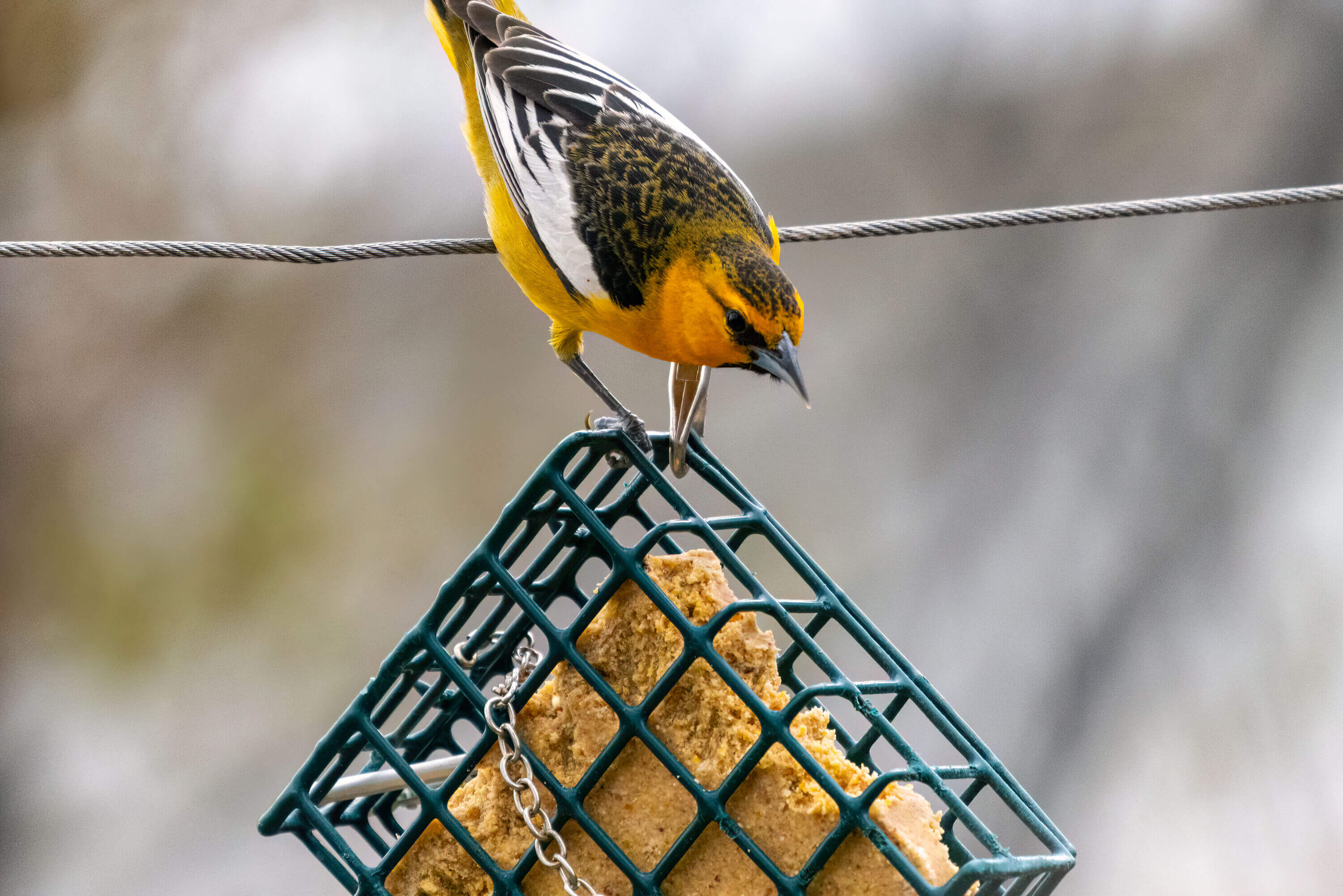 bullock's oriole on suet feeder-large