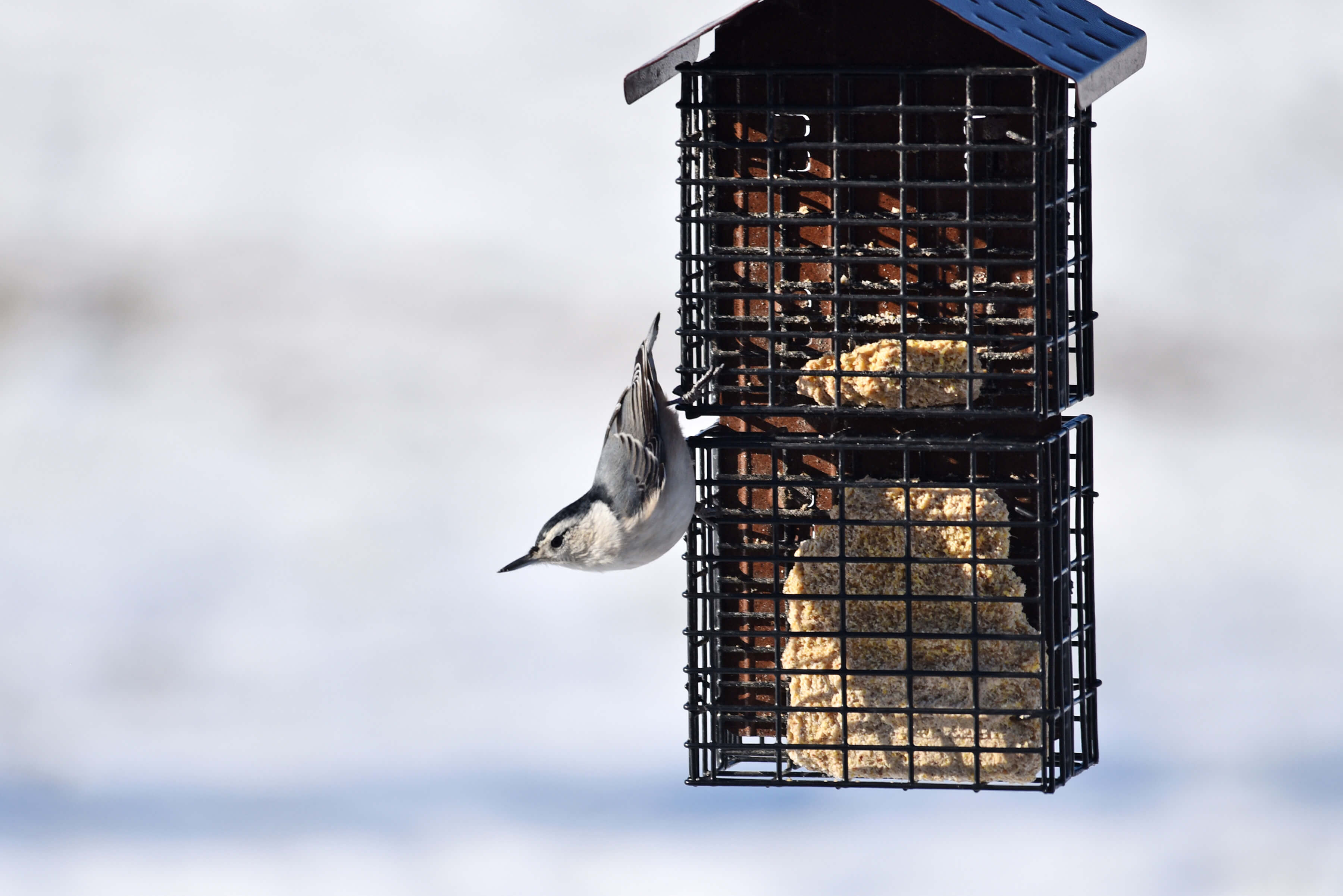 white-breasted nuthatch Courtney Celley USFWS[88]