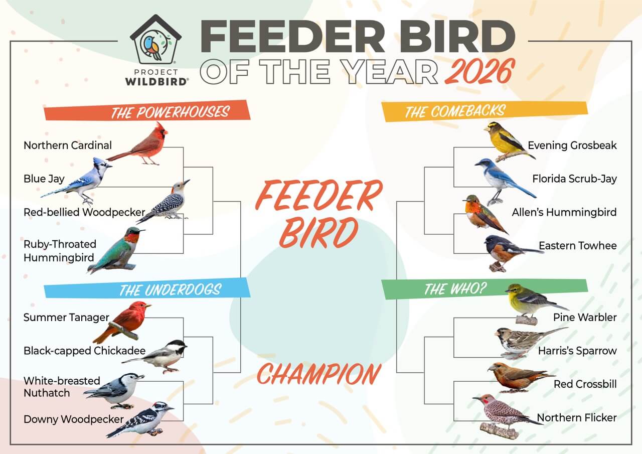 WBFI_2026_FeederBirdoftheYear_Bracket