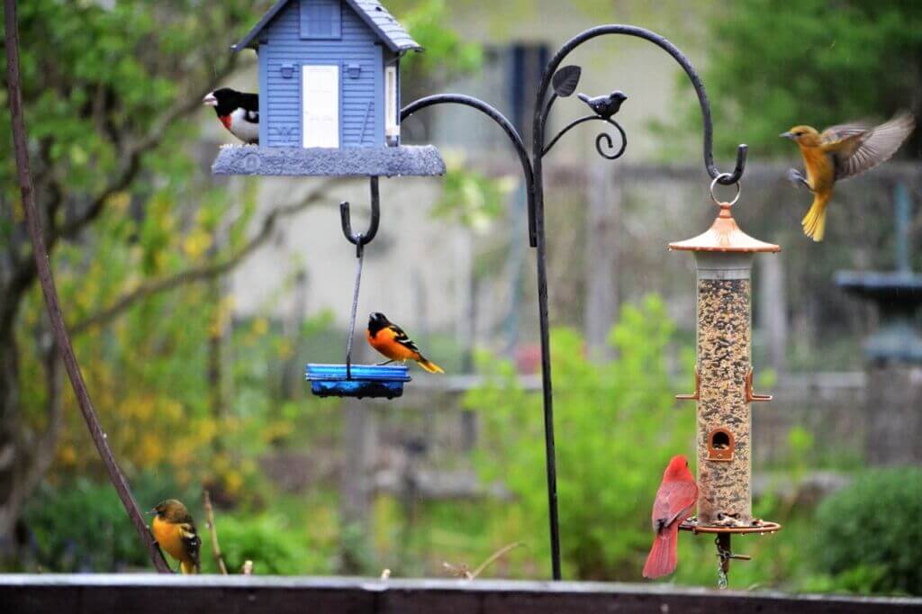 backyard-bird-feeders-and-colorful-michigan-birds-2026-03-16-06-05-14-utc Large