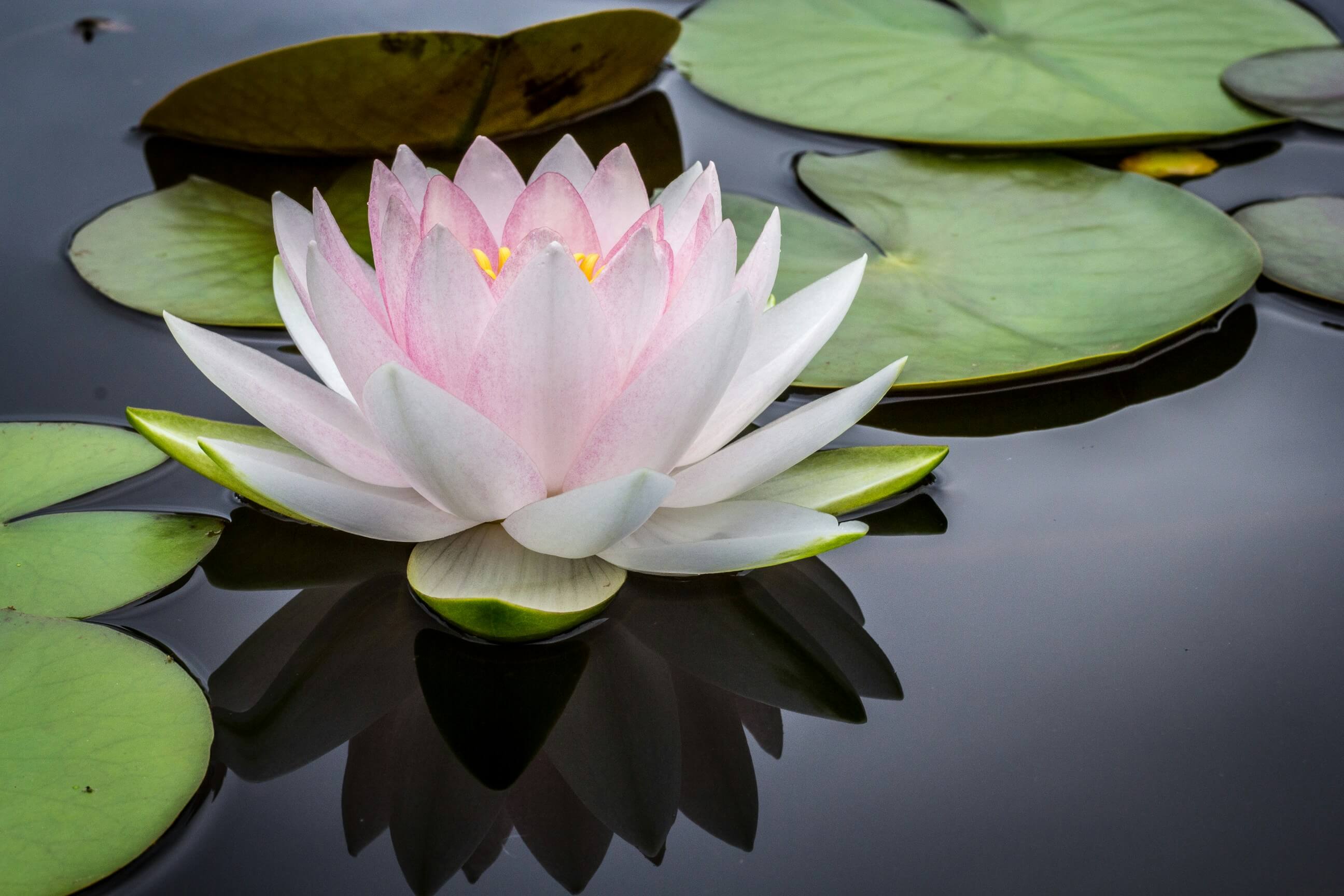 lily pad flower