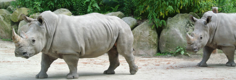 rhinoceros at zoo