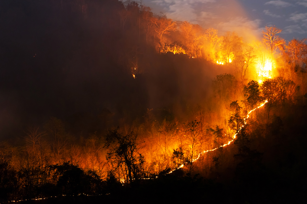 Forest fire, Wildfire burning tree in red and orange color at night in the forest on mountain, North Thailand, Soft focus.