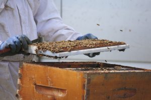 Urban beekeeping