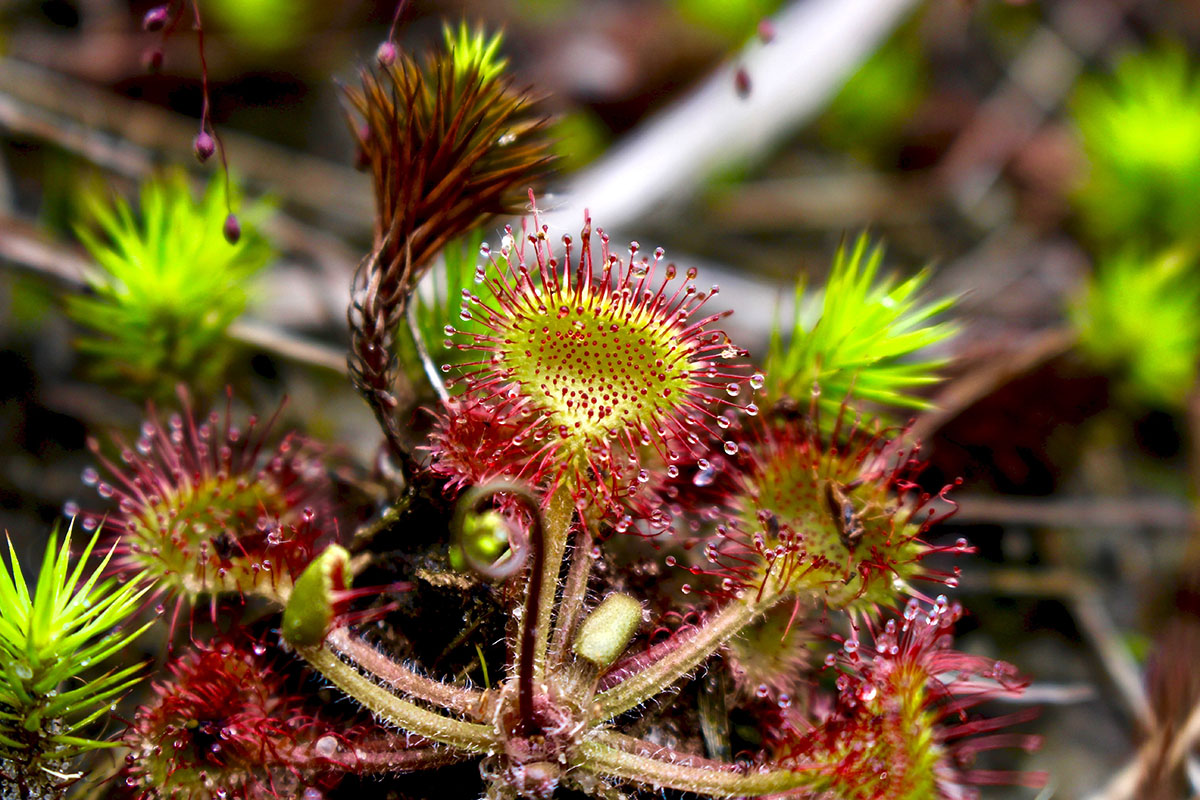 Sundew Snack by Kyle Filicky in Kent Bog State Nature Preserve, Kent, Ohio
