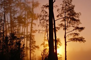 Foggy swamp at sunset