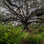 New Orleans Museum of Art&#039;s Besthoff Sculpture Garden - photo of extremely large tree and foliage around it
