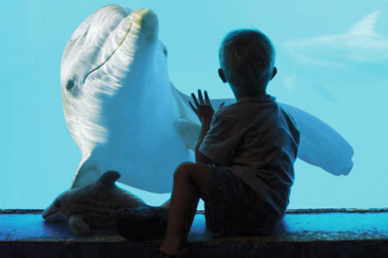 Winter the Dolphin at Clearwater Marine Aquarium - Family Friendly Activities on Tampa Bay Beaches