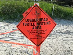 LoggerHead Turtle Nesting Area Sign Posted on Beach