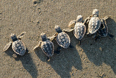 baby sea turtles crawling on sand